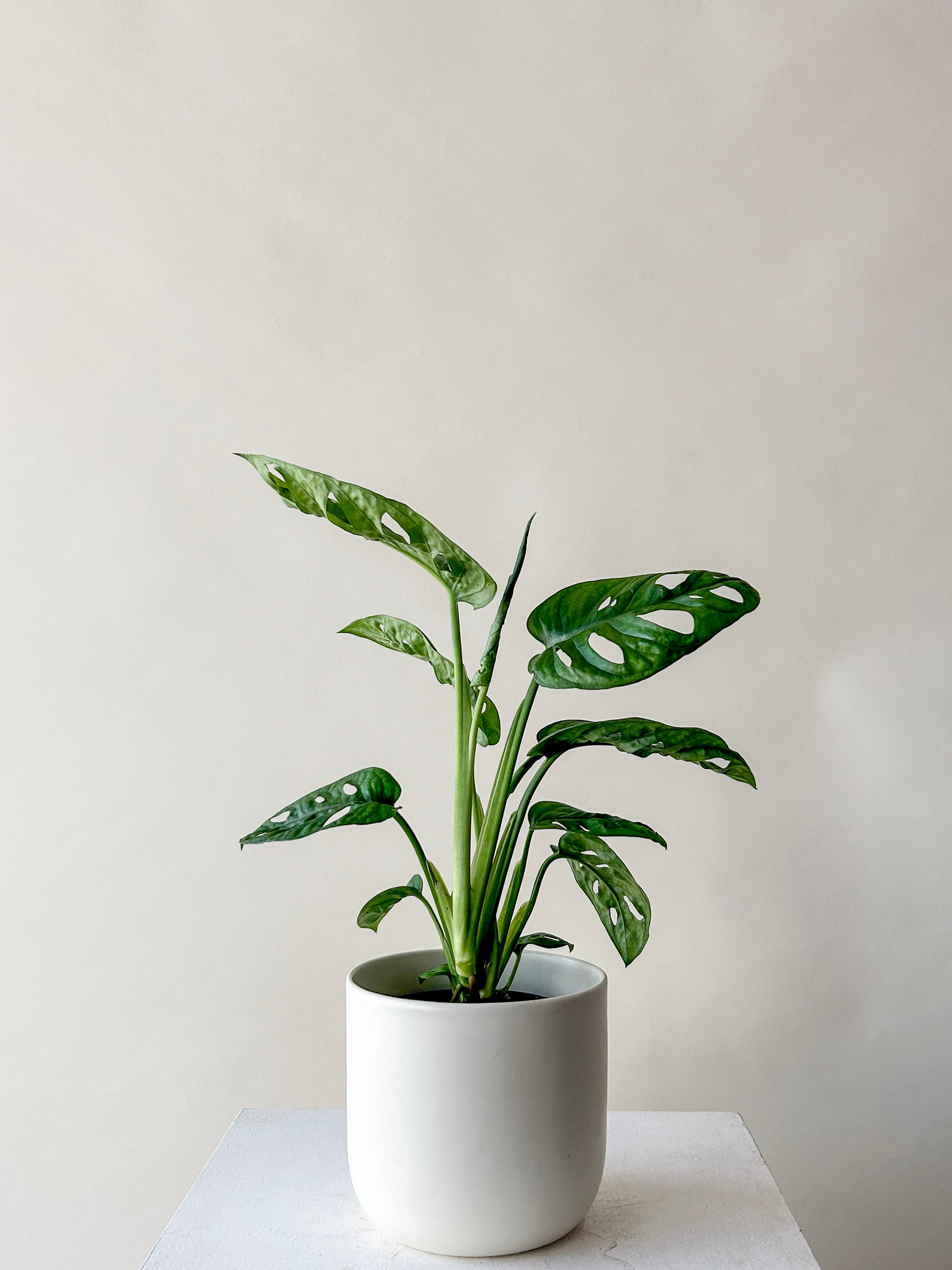 swiss cheese plant flower power Vancouver Swiss Cheese Monstera
