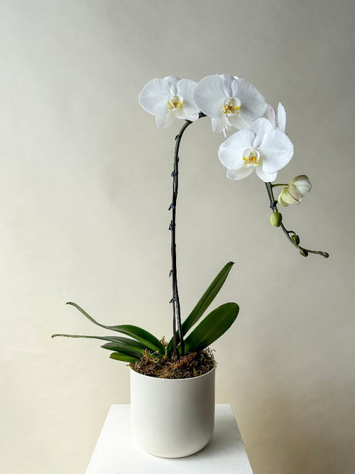 Orchid Planter Vancouver - Vancouver Flower Delivery