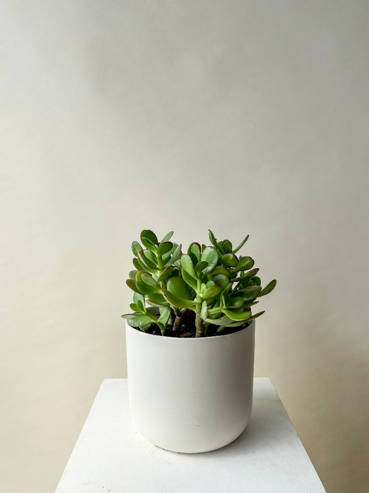 succulents vancouver Vancouver Jade Plant