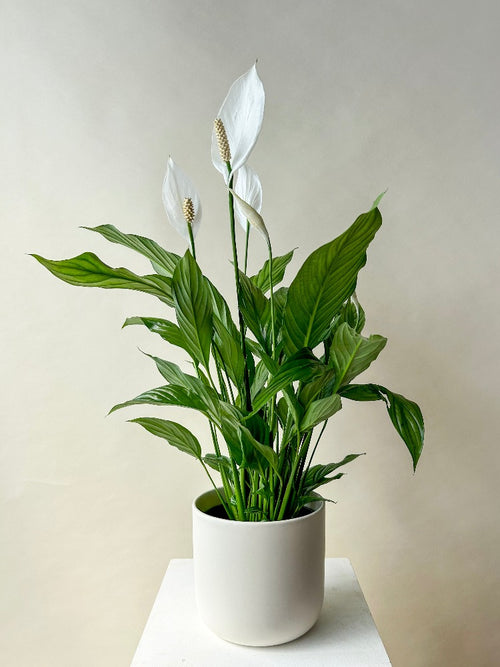 Peace Lily Plant Vancouver - Vancouver Plant Delivery