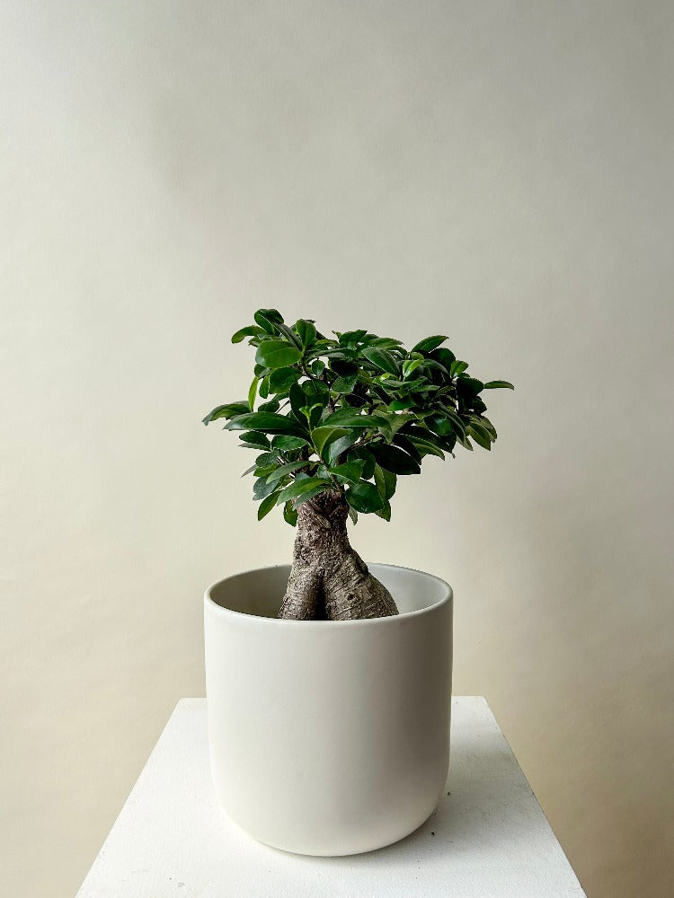 Vancouver Bonsai Plant - Bonsai