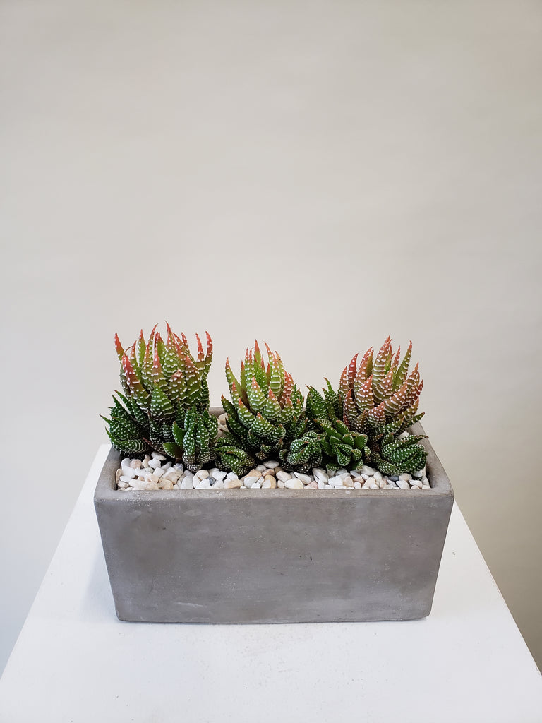 Vancouver Haworthia Plant Haworthia Plant Plants Celsia Florist