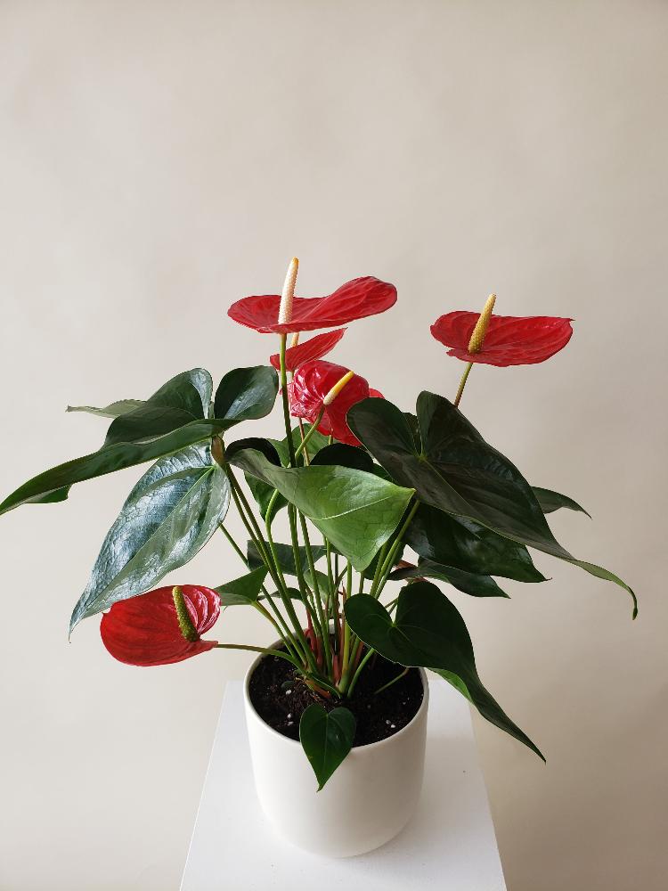anthurium plant for sale belton Vancouver Anthurium Plant - Anthurium