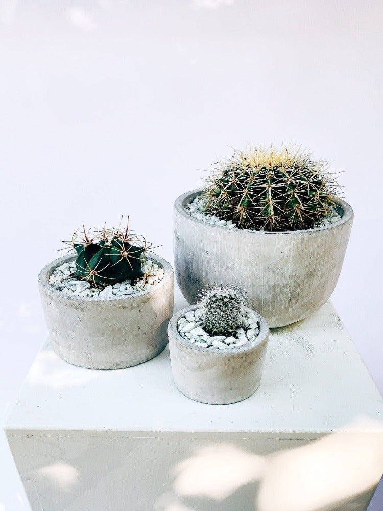 cactus vancouver Vancouver Cactus Trio