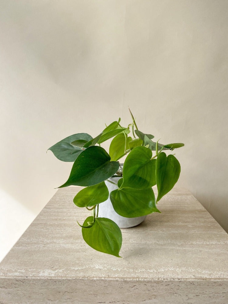 Vancouver Philodendron Heartleaf