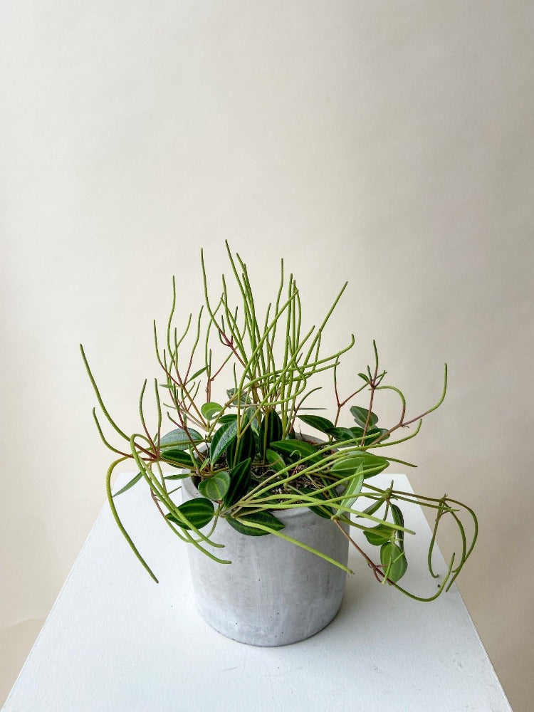 POWERS TO FLOWERS - POTOS EPIPREMNUM MARBLE QUEEN, Basket 16cm, Pianta