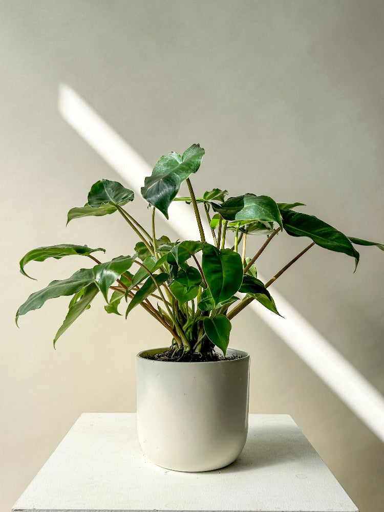 Philodendron Burle Marx – Celsia Florist