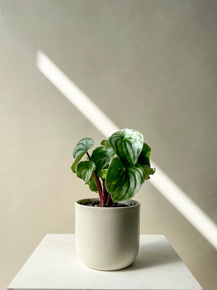 potted watermelon plants Watermelon Peperomia Plant – Celsia Florist
