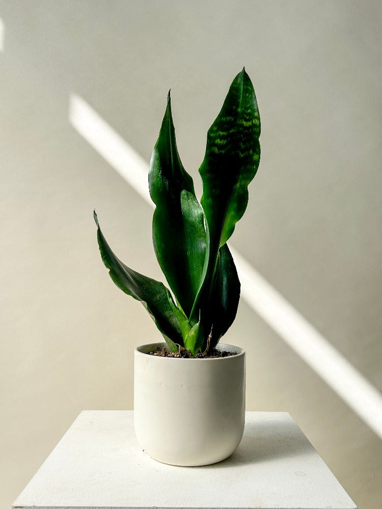 sansevieria seattle Vancouver Snake Plant - Sansevieria Plant