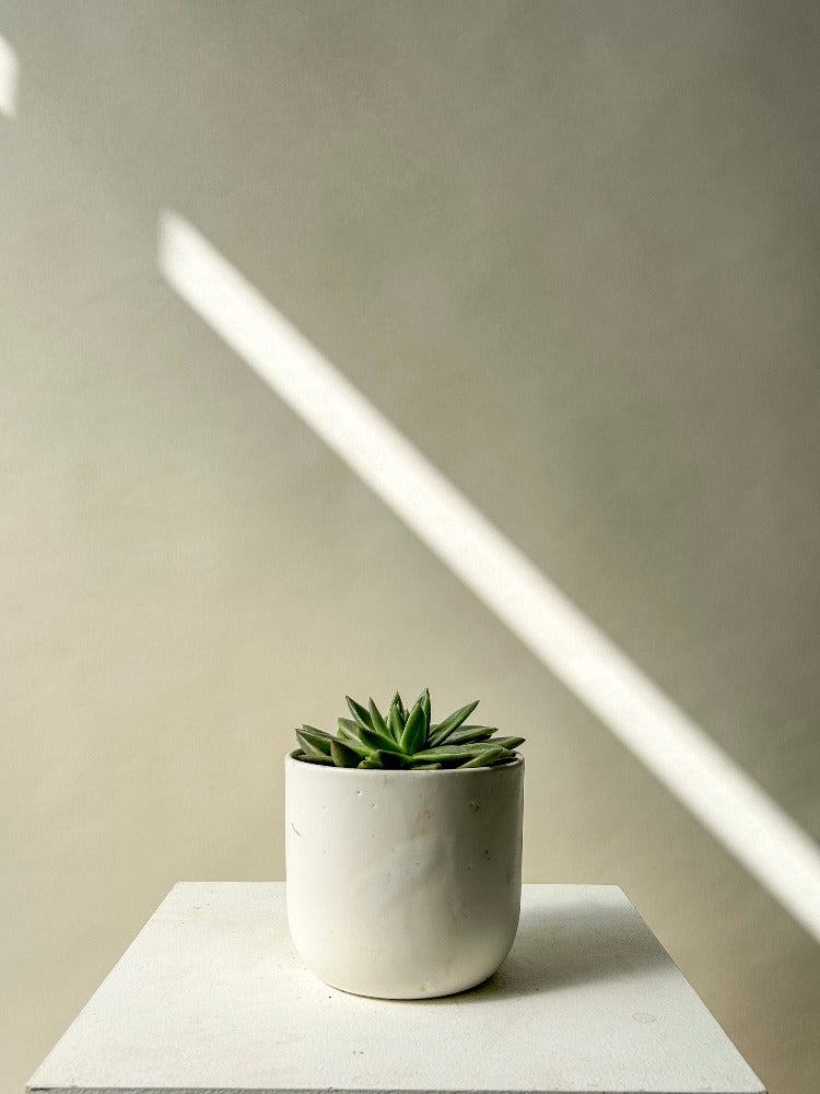 succulents vancouver Vancouver Succulent Plant