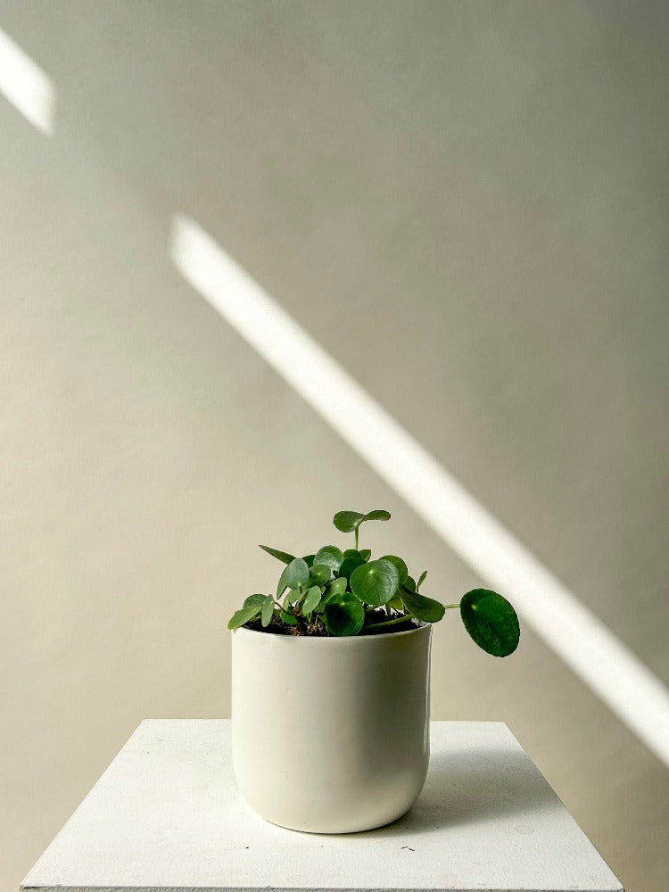 where can i buy a chinese money plant near me Vancouver Pilea Peperomioides - Chinese Money Plant