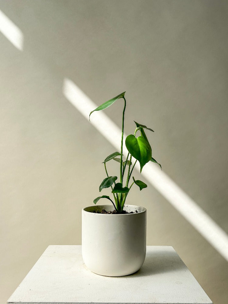 Vancouver Monstera Plant