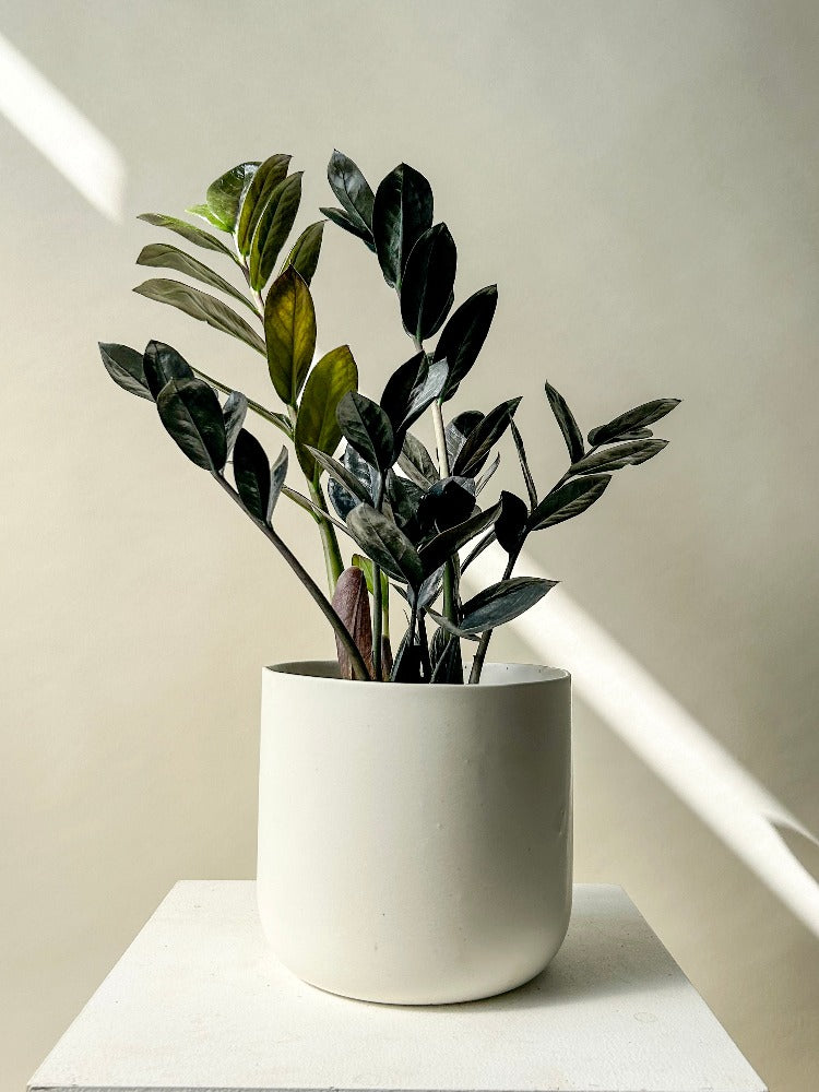 ZZ Raven Plant – Celsia Florist