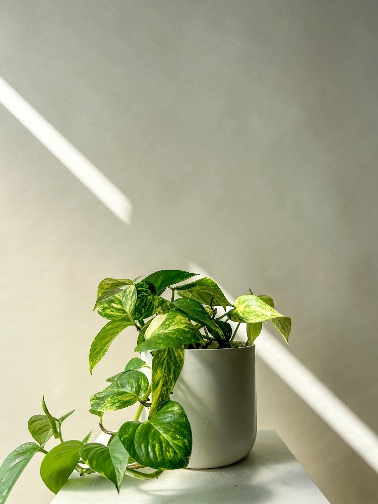 Vancouver Pothos Plant