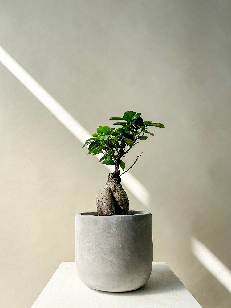 Vancouver Bonsai Plant Bonsai Plants Delivery Celsia Florist