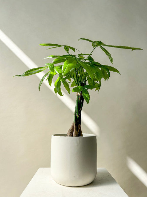 Money Tree Plant - Vancouver Plant Delivery