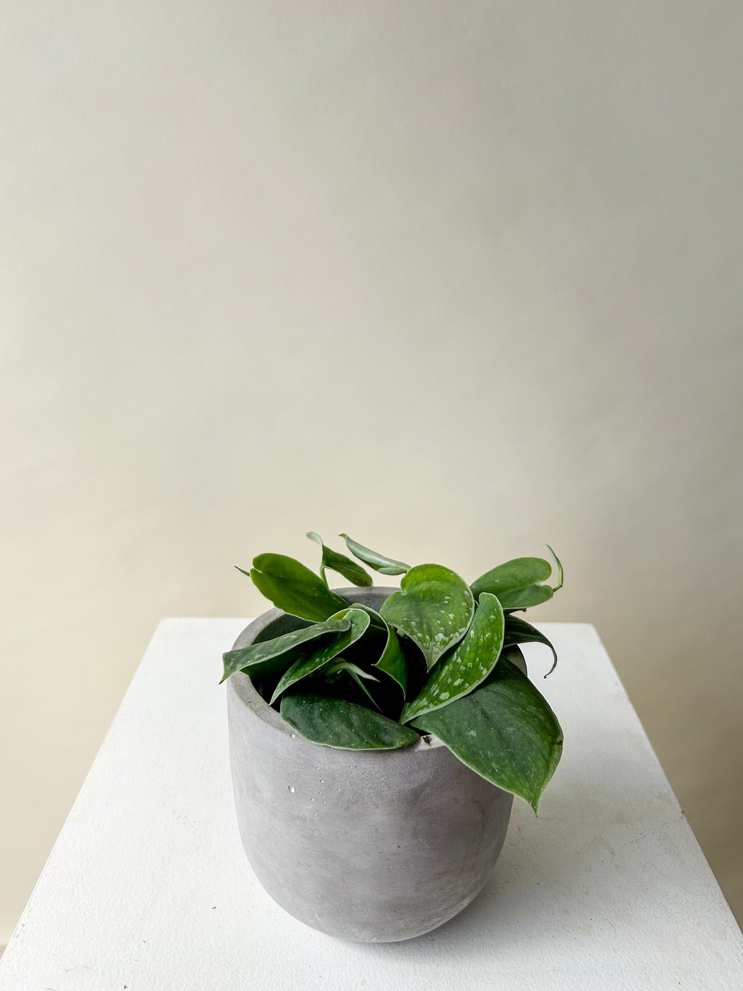 Satin Pothos Plant