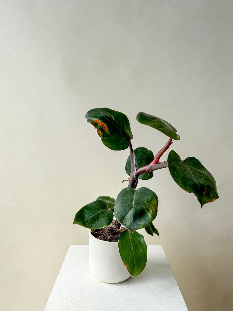 Philodendron White Knight – Celsia Florist