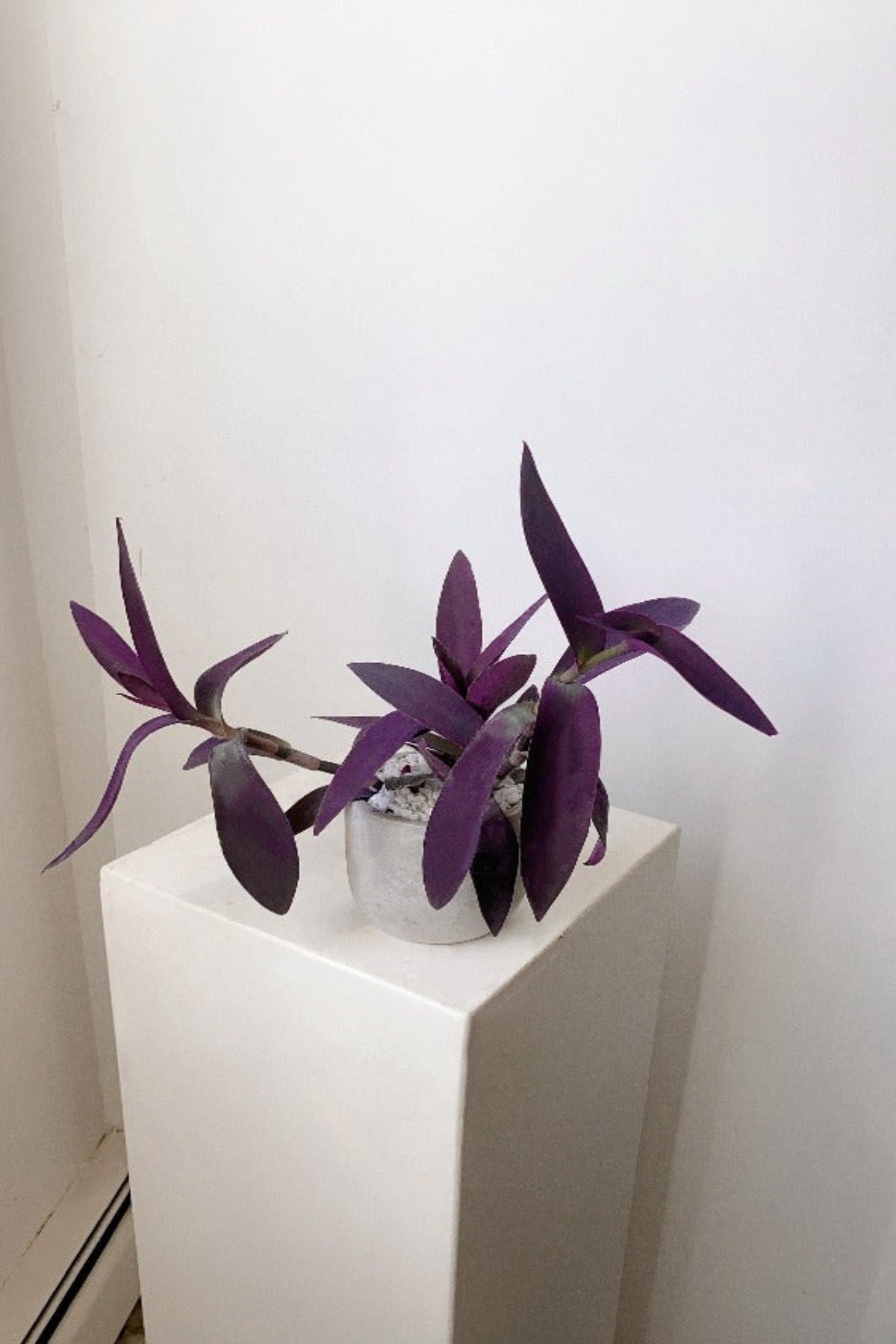 purple heart plant hanging Purple Heart