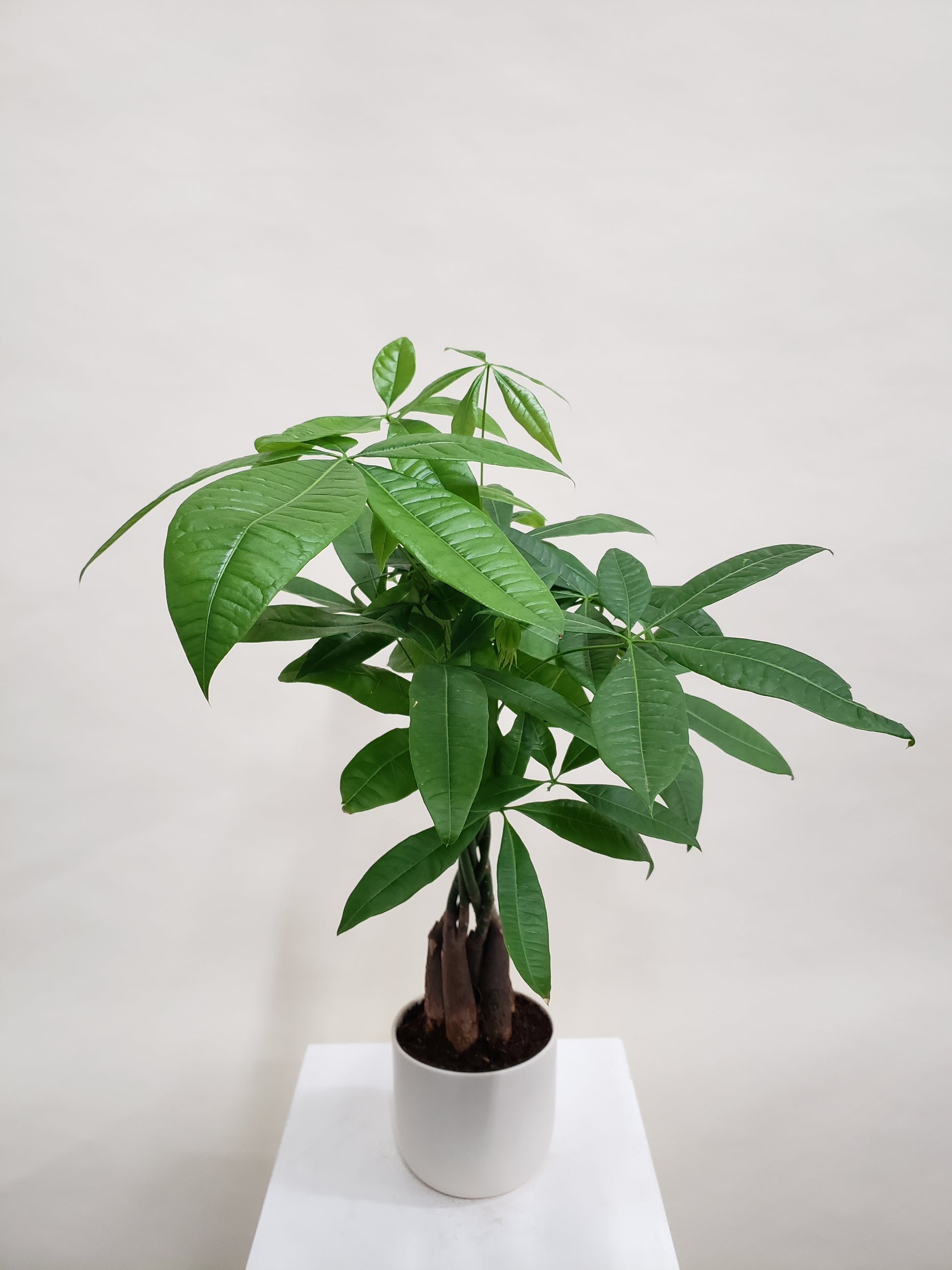 money tree vancouver washington Vancouver Money Tree Plant - Money Tree Plant