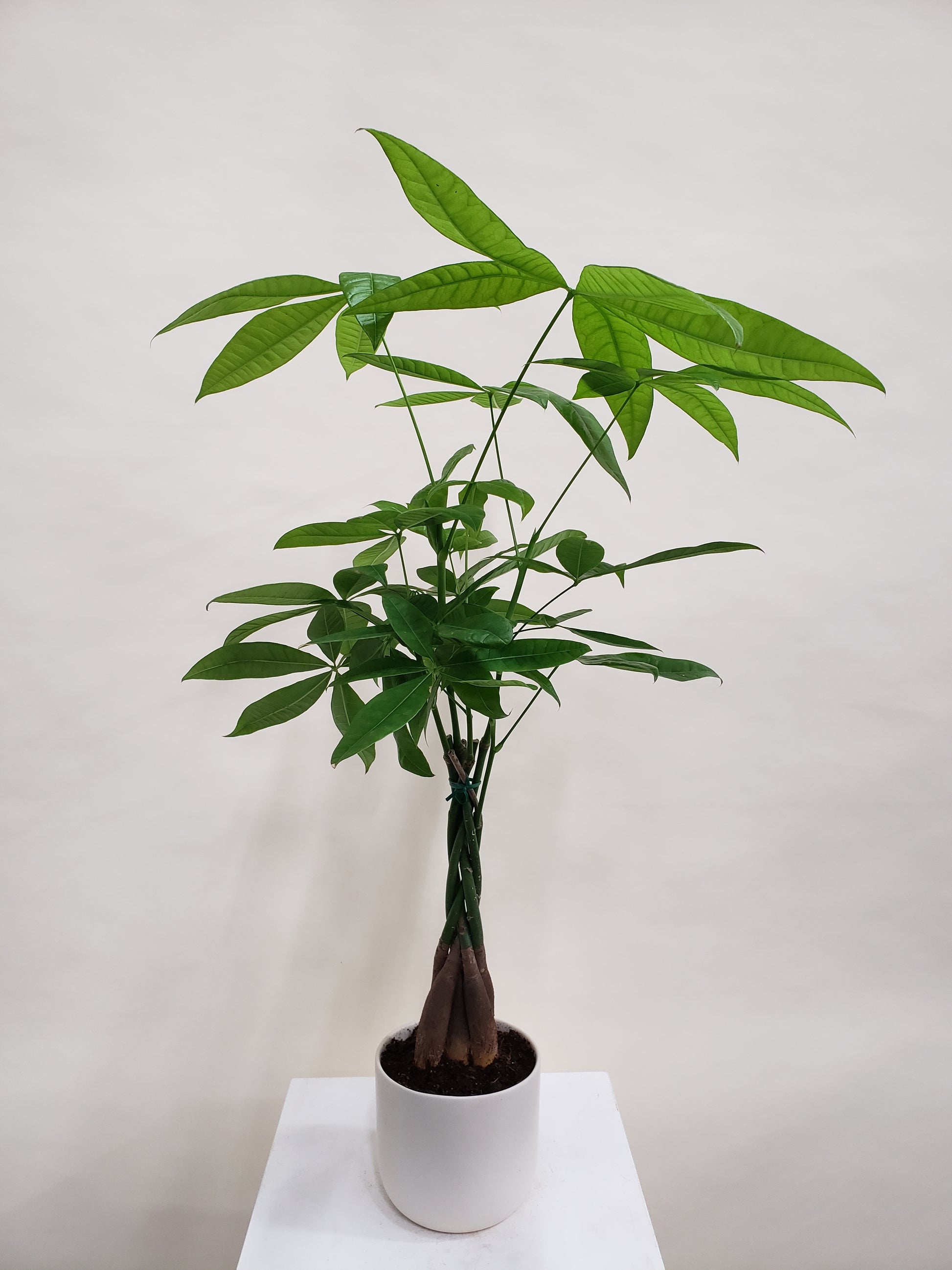 animal crossing money tree not growing Vancouver Money Tree Plant - Money Tree Plant