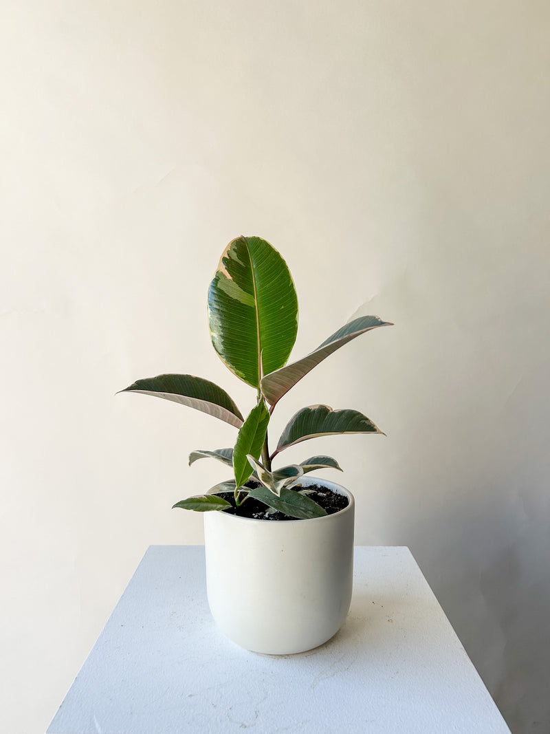 Ficus 'Rubber' Plant