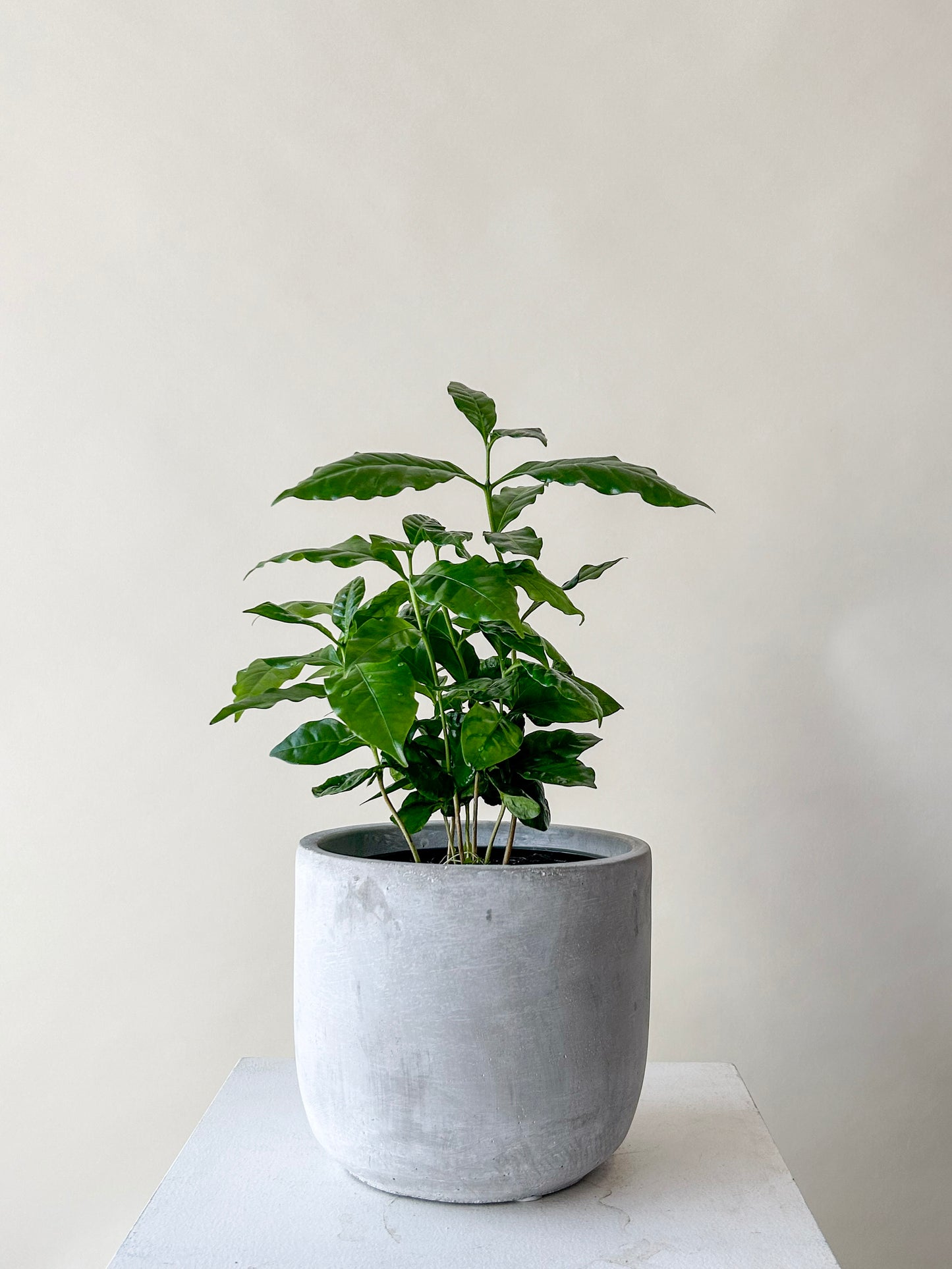 Coffee Plant