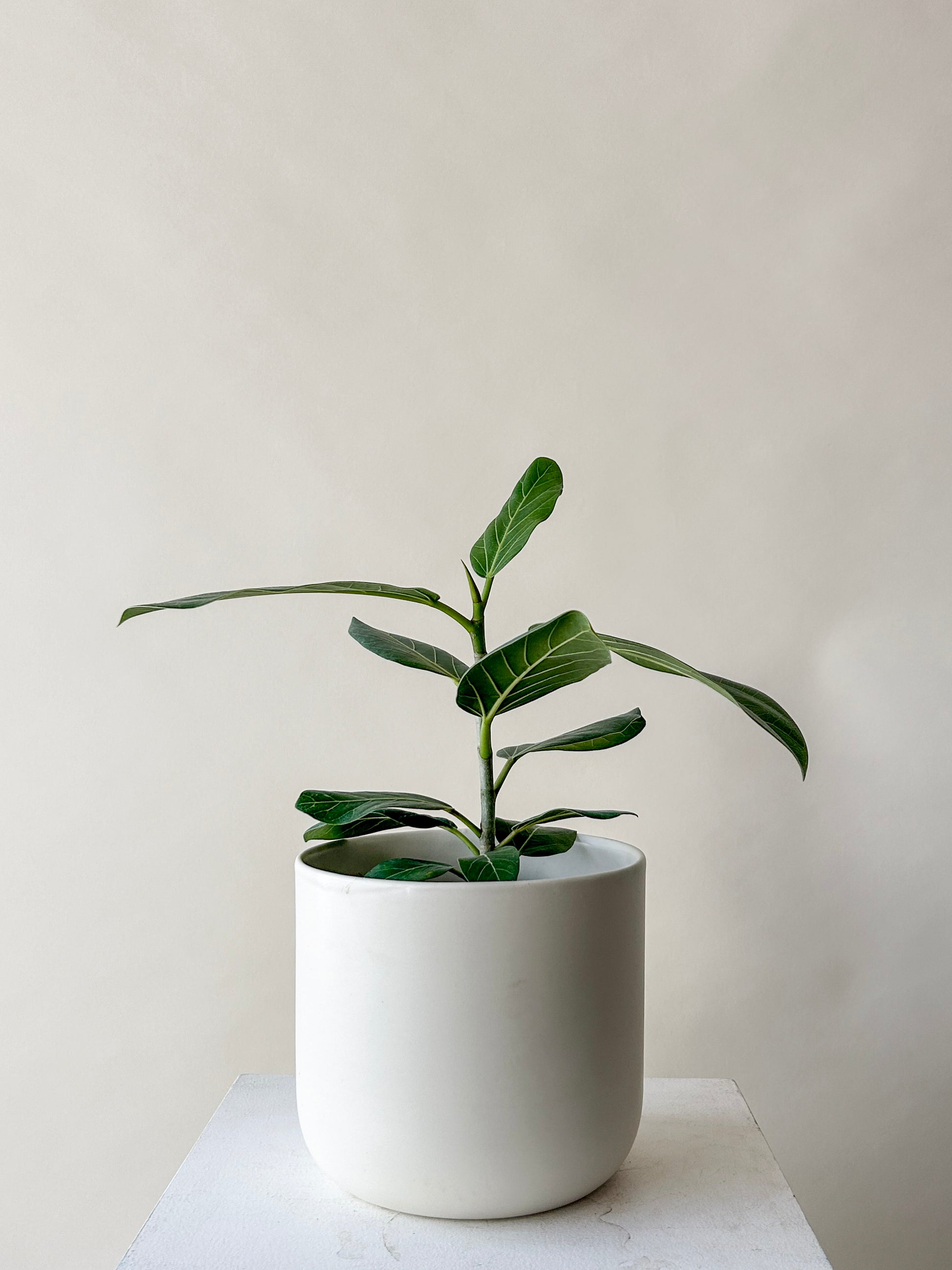 ficus audrey bonsai Vancouver Bonsai Plant - Bonsai