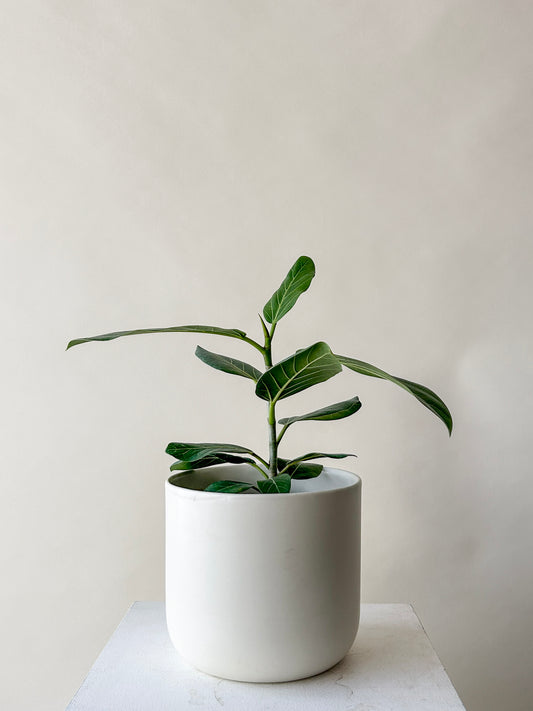 Ficus Audrey