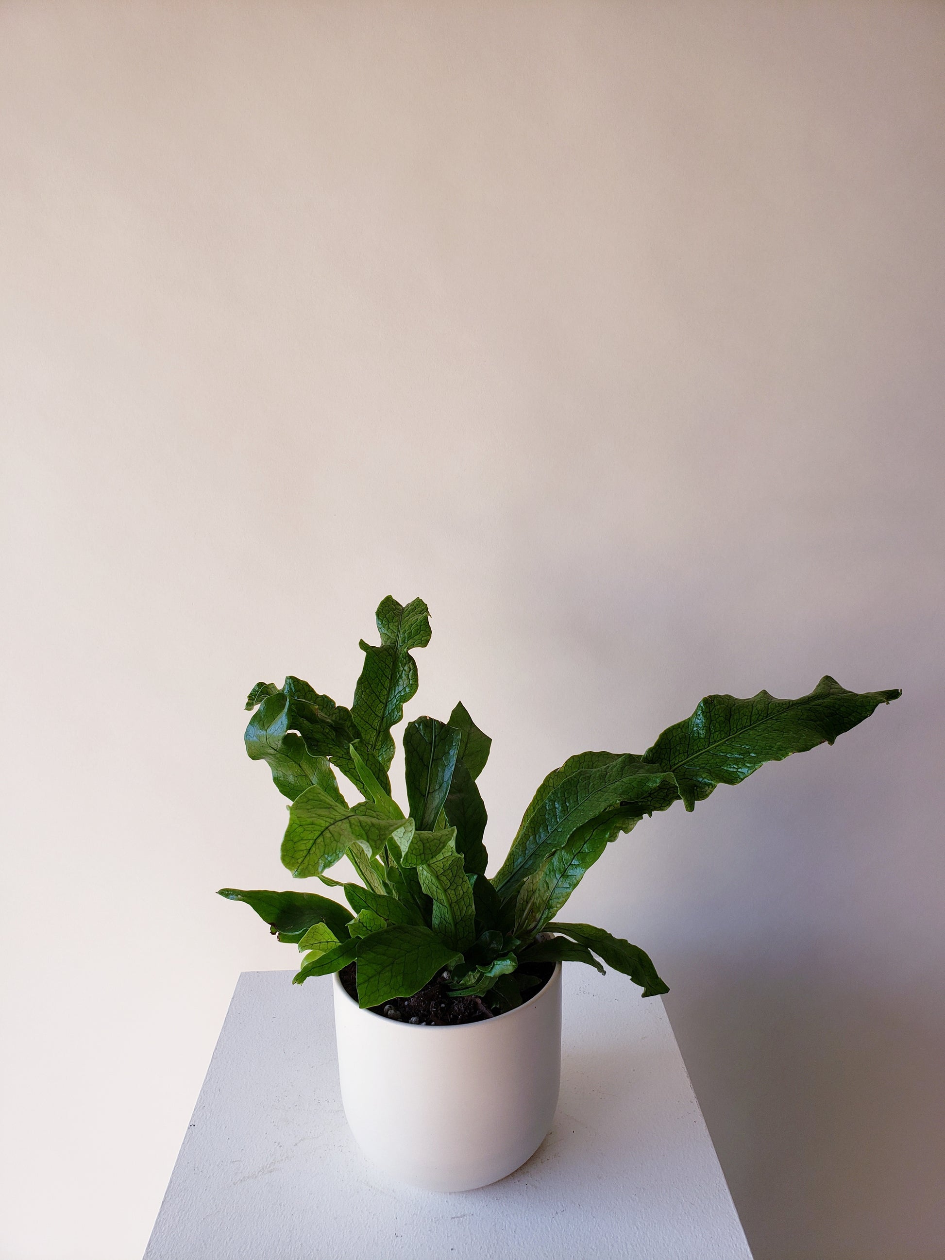 crocodile plant pot Vancouver Crocodile Fern - Crocodyllus Fern