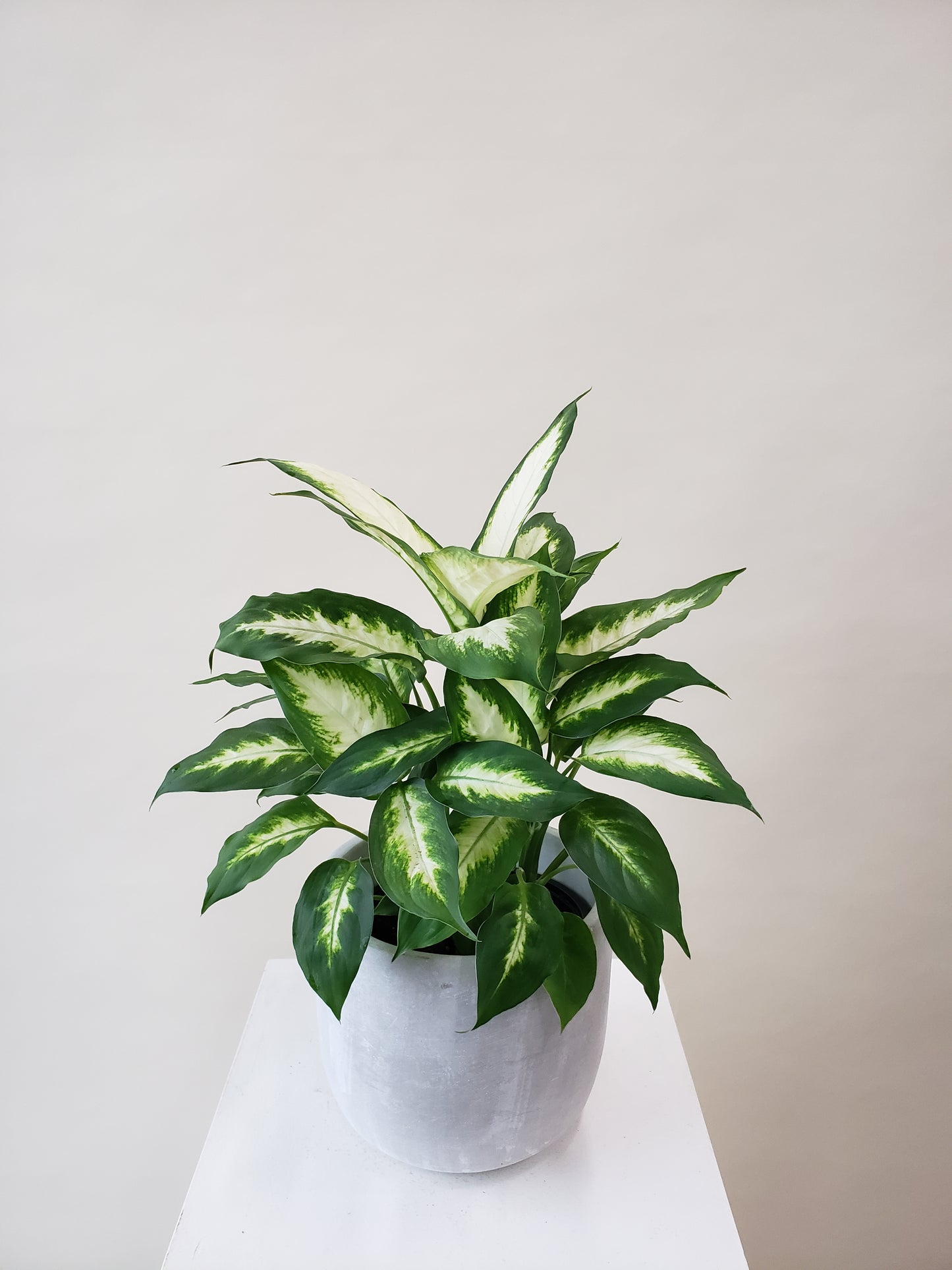 Dieffenbachia