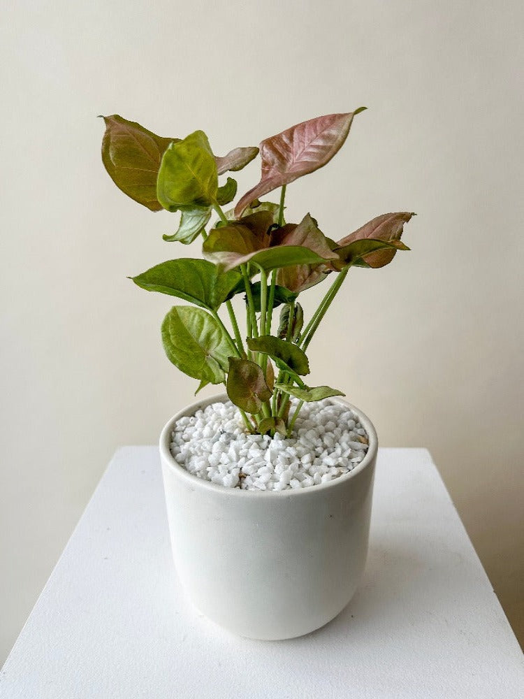 6 in. Syngonium Neon Robusta Plant in Grower Pot 6 in. Syngonium Neon Robusta Plant in Grower Pot