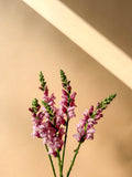 Snapdragon Bundle