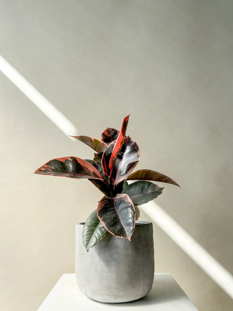 Ficus 'Rubber' Plant