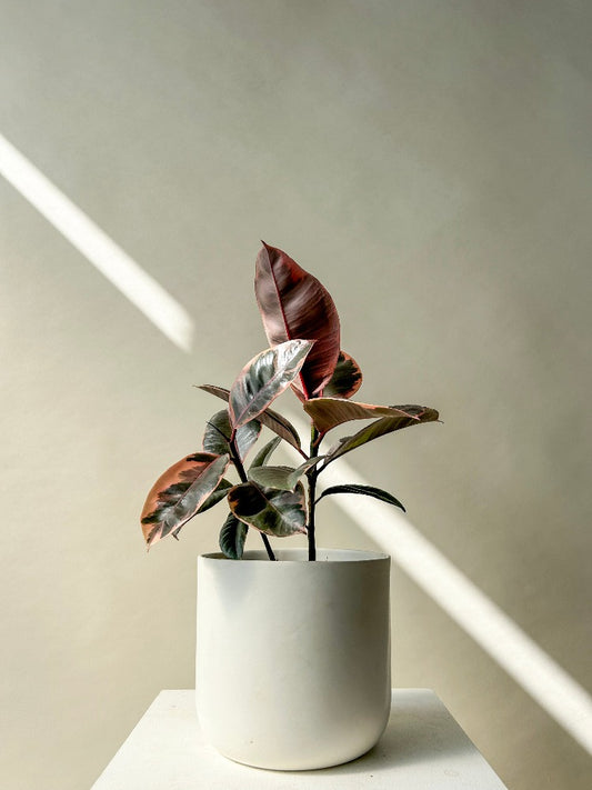 Ficus 'Rubber' Plant