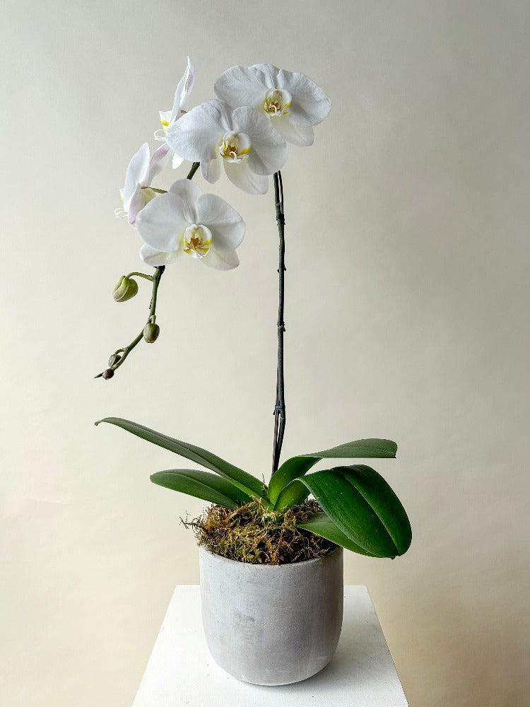 Orchid Planter Vancouver - Vancouver Flower Delivery