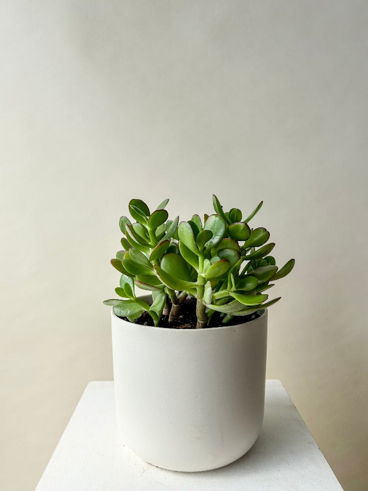 jade plant planters Vancouver Jade Plant