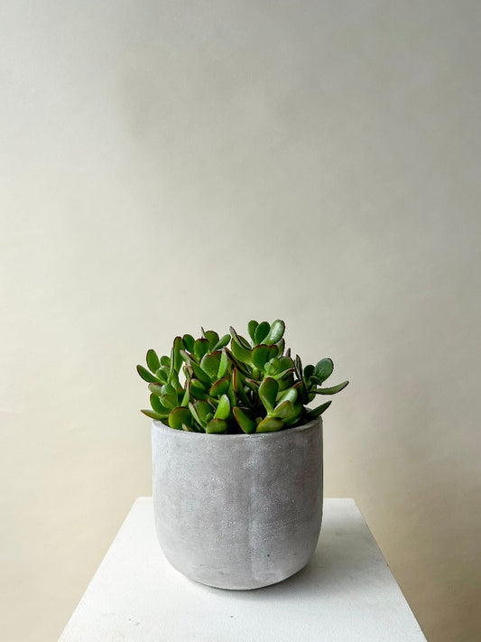 Vancouver Plants - Vancouver Plant Delivery 