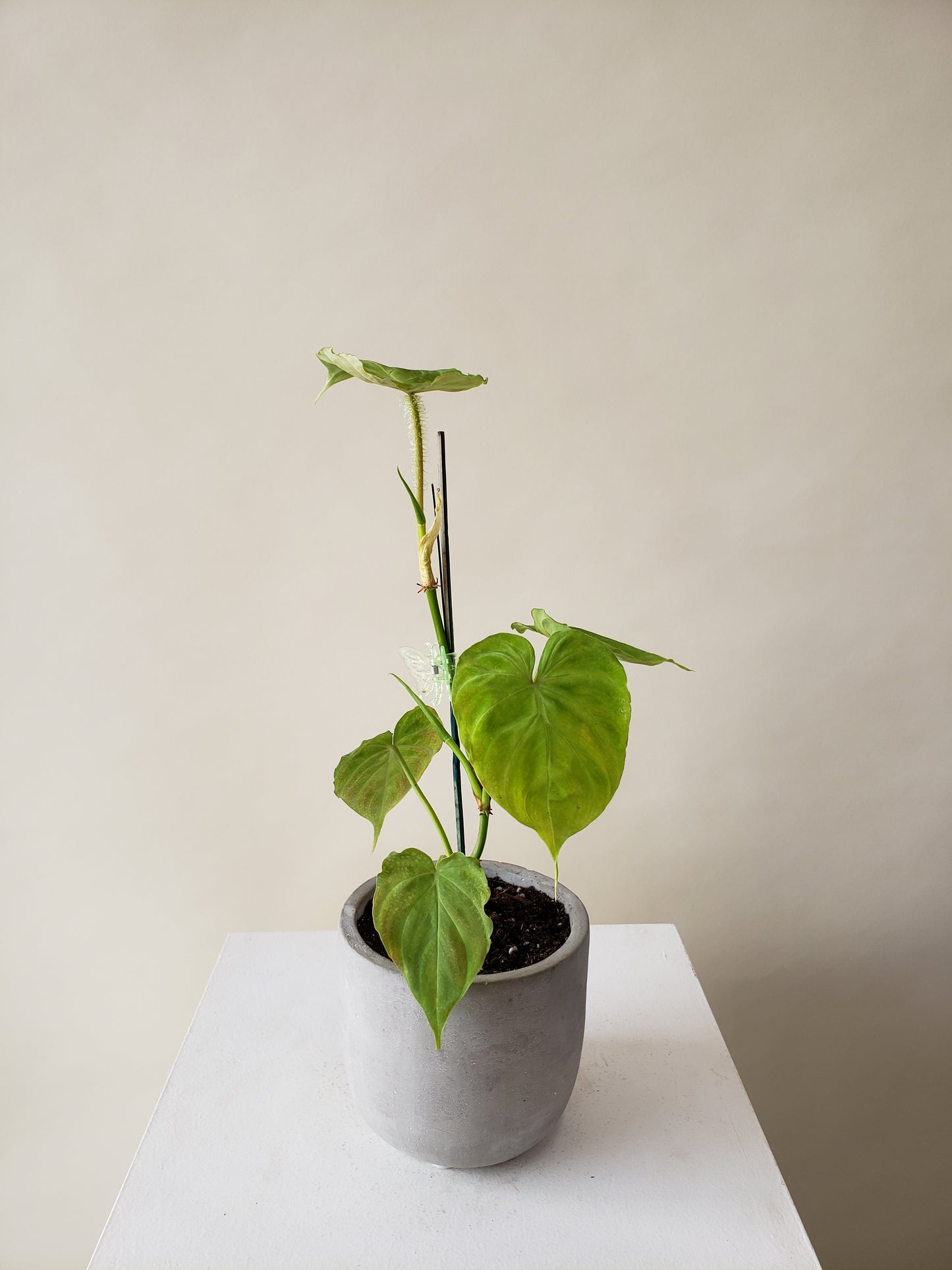 Philodendron 'Ecuador' Verrucosum