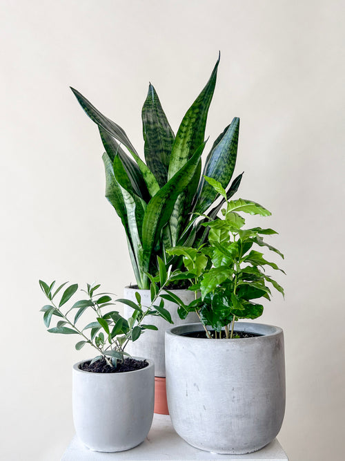 Assorted Plant Bundle - Large
