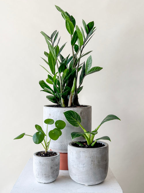 Assorted Plant Bundle - Medium