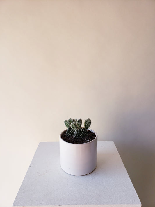 Bunny Ear Cactus