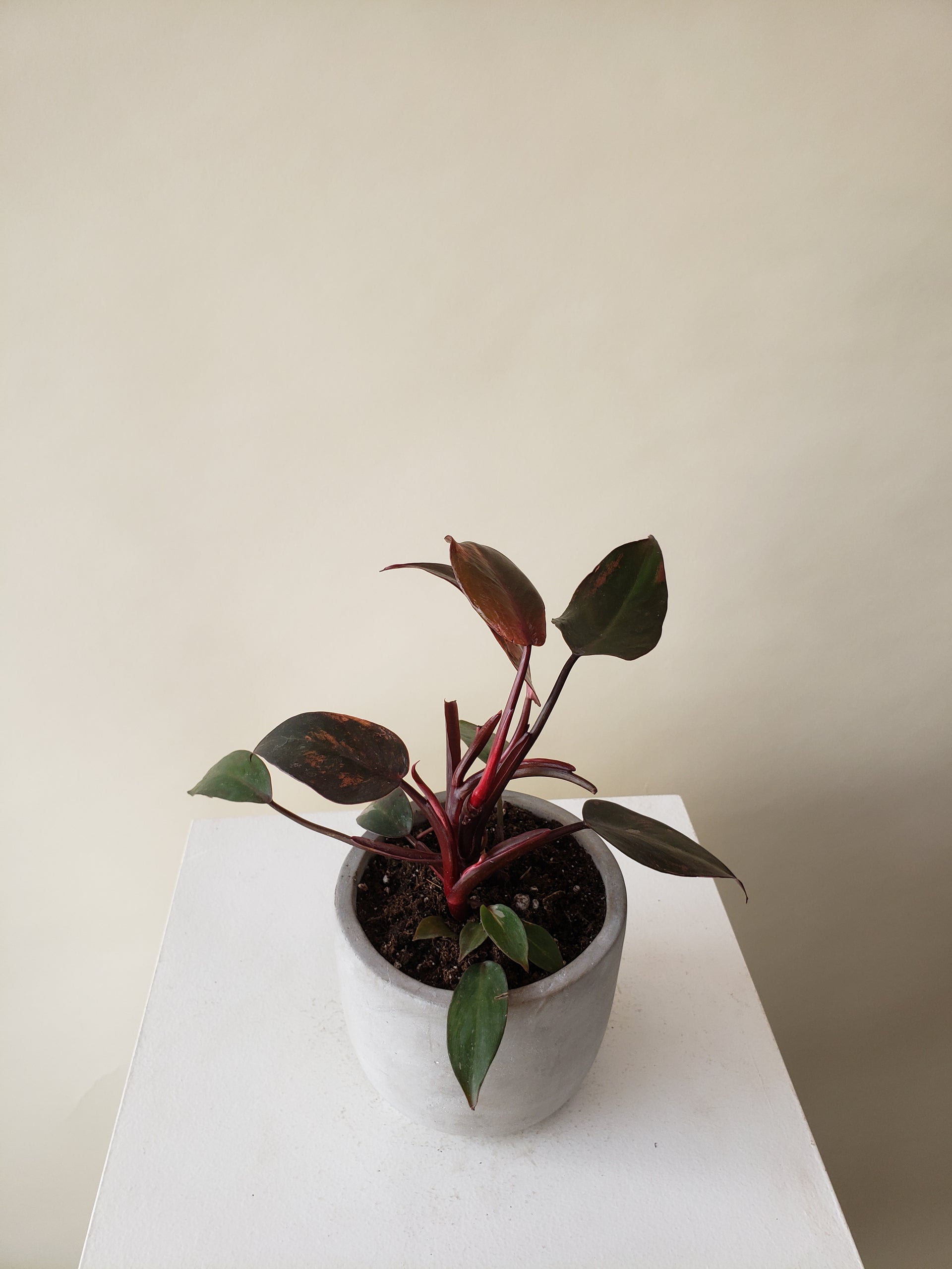 philodendron adamsonii plants for sale vancouver bc Vancouver Philodendron Birkin