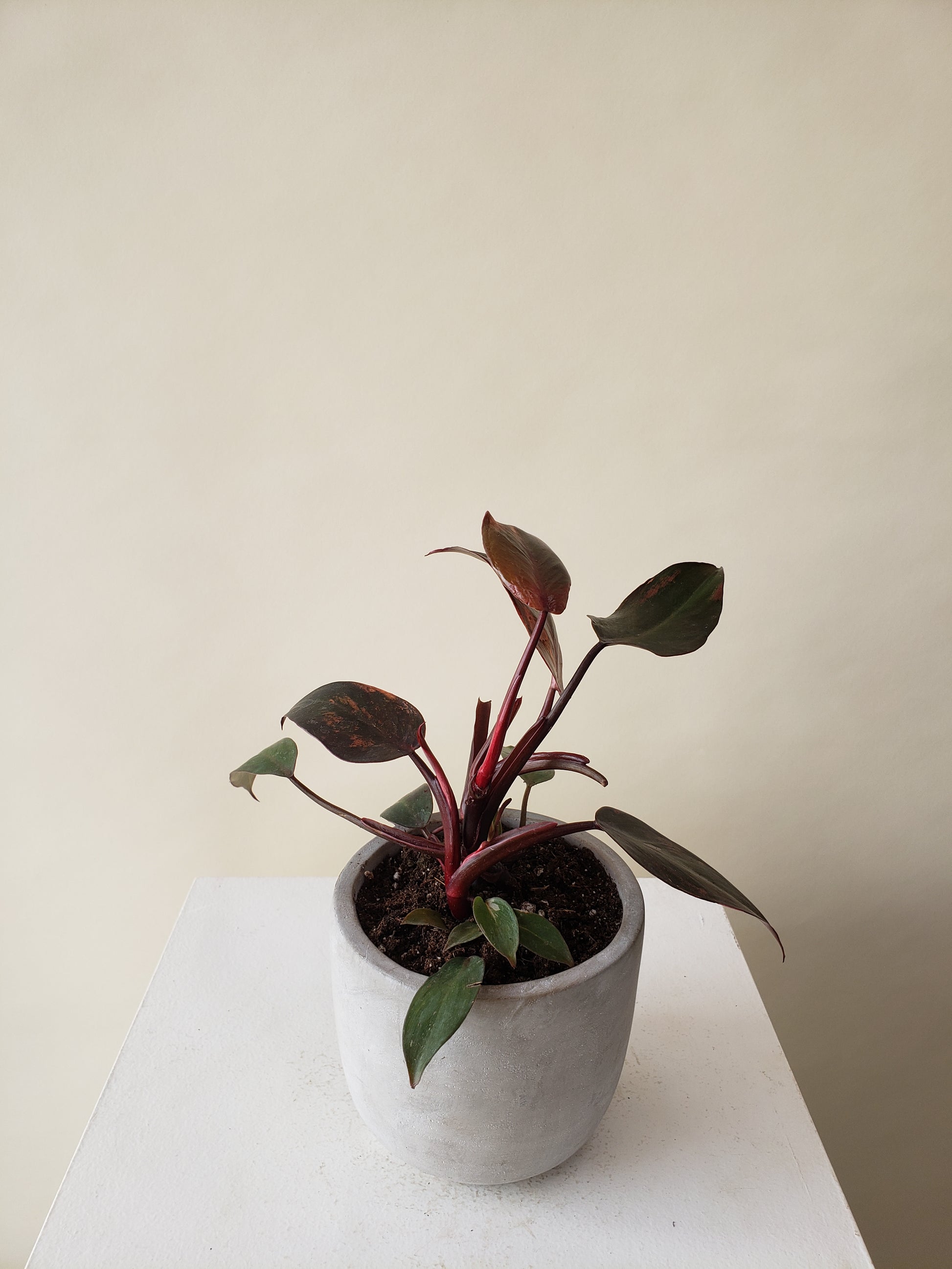 burgundy princess philodendron Vancouver Philodendron Birkin
