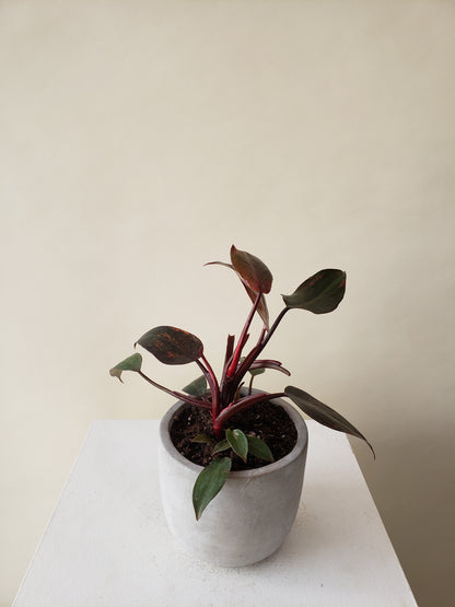 philodendron burgundy nz Vancouver Philodendron Birkin