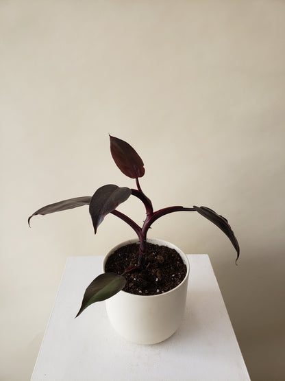 philodendron burgundy nz Vancouver Philodendron Birkin