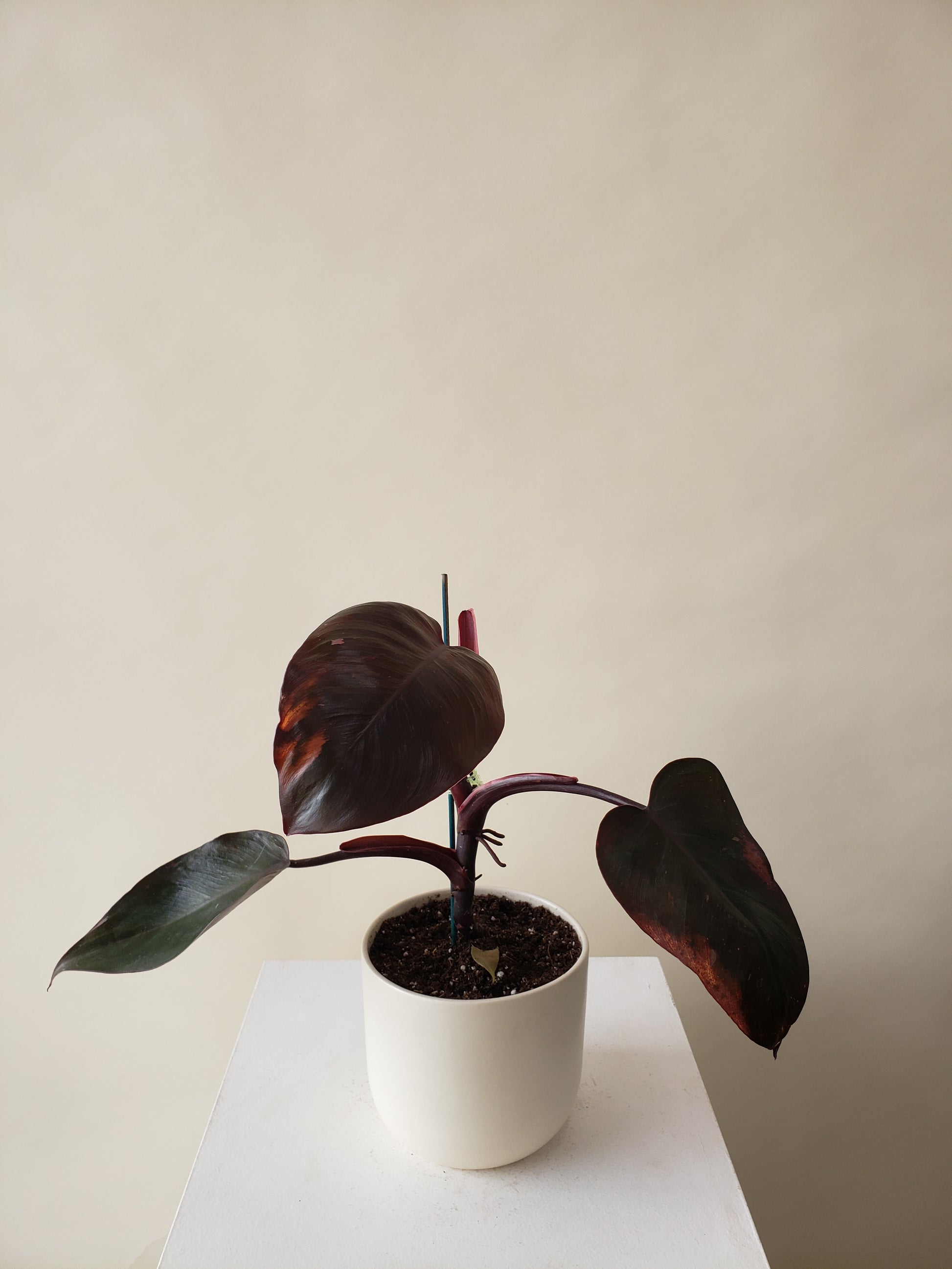 philodendron birkin black cherry Vancouver Philodendron Birkin