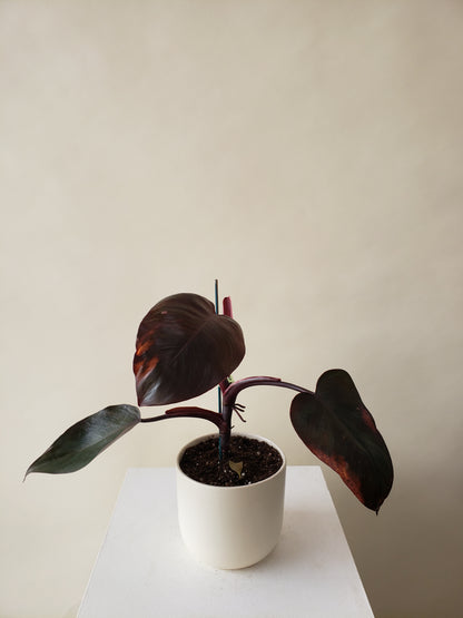 philodendron burgundy queen Vancouver Philodendron Birkin