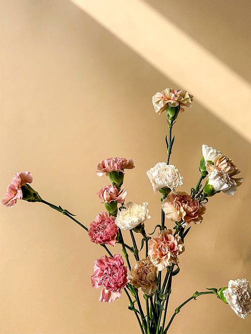 Carnation Bundle - Vancouver Florist