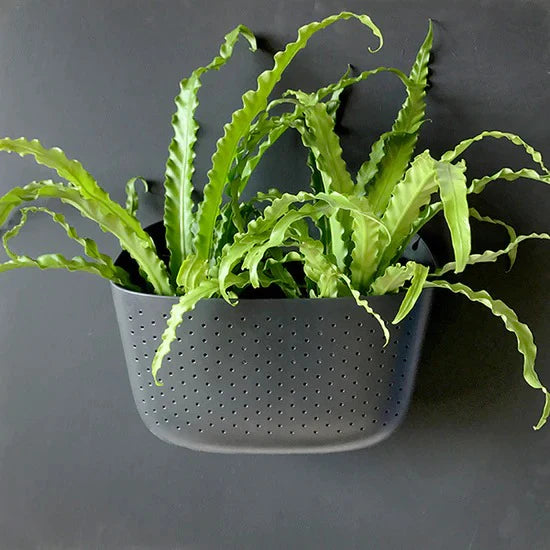 WallyGrow Eco Wall Planters